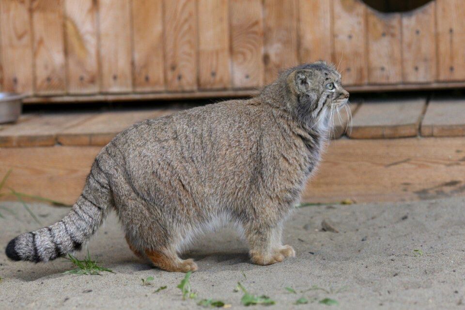    Манул Пепе, 2024 год. Источник: t.me/zoo22ru