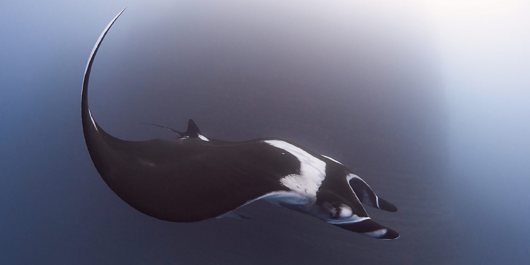 Животные, которые нас удивили в 2025 году (часть 3-я)