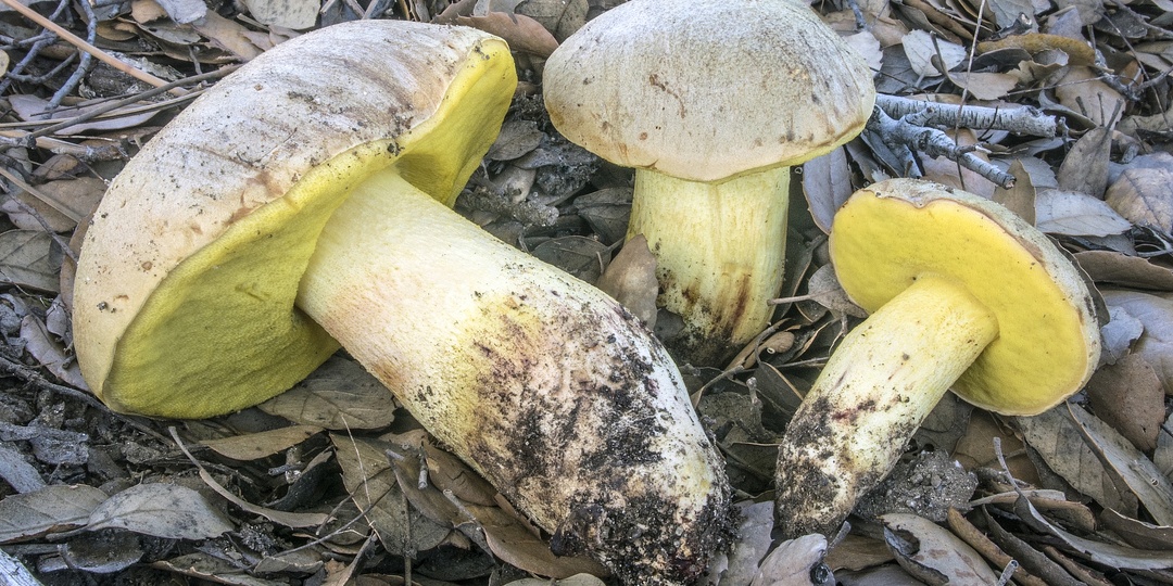 Полубелый гриб (Hemileccinum impolitum)