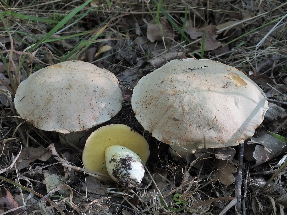 Полубелый гриб (Hemileccinum impolitum)