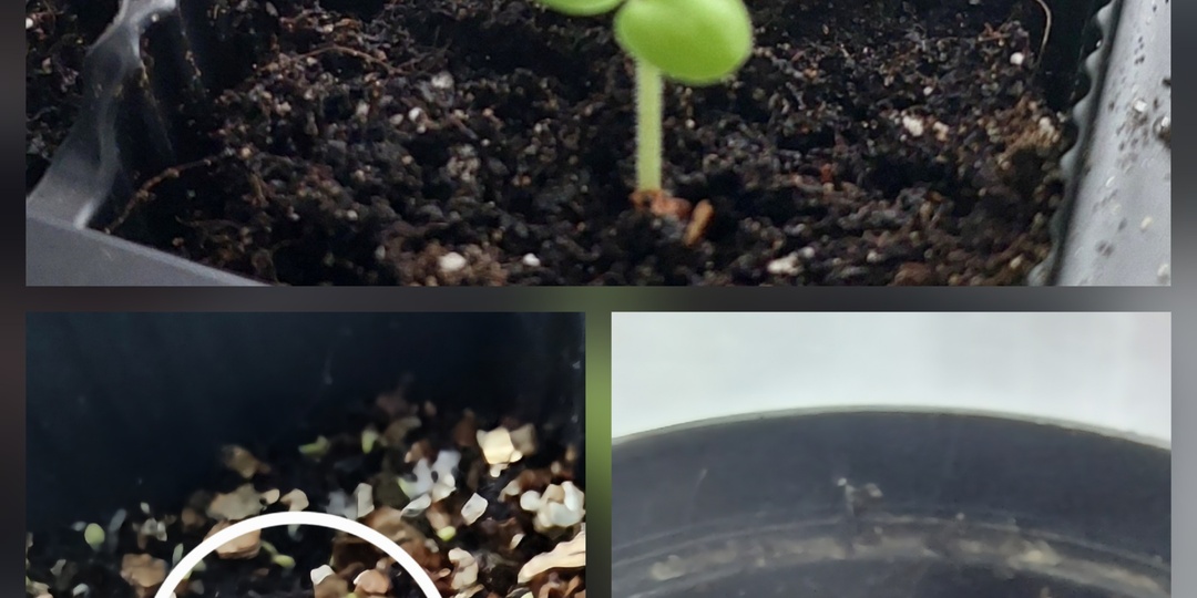 Рассада (31.01-01.02.2026)