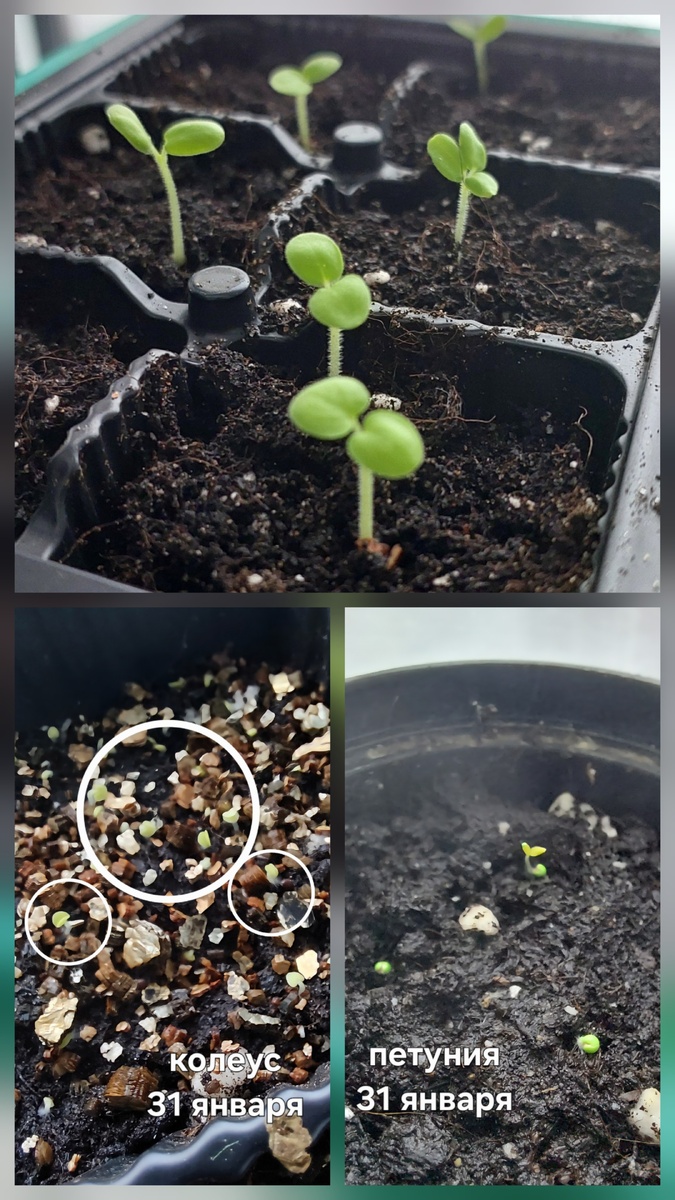 На верхнем фото пеларгонии