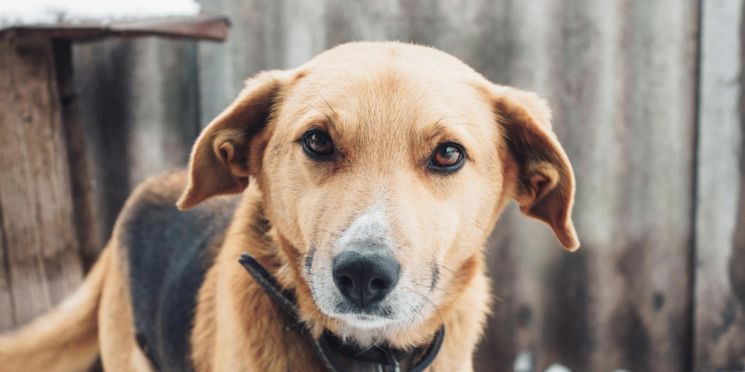 По зову сердца