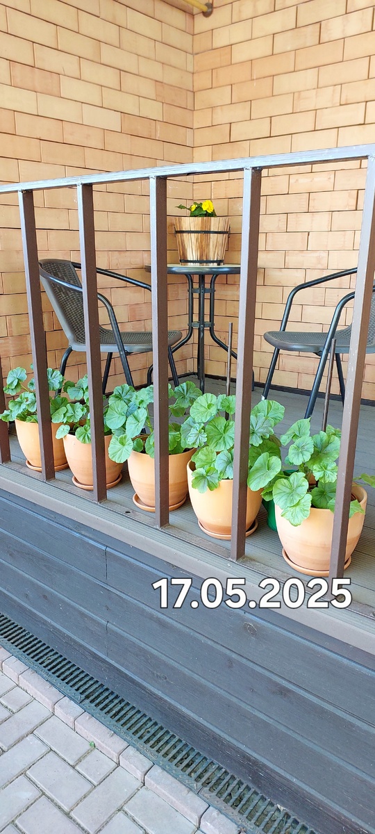 Пеларгония выращена из семян