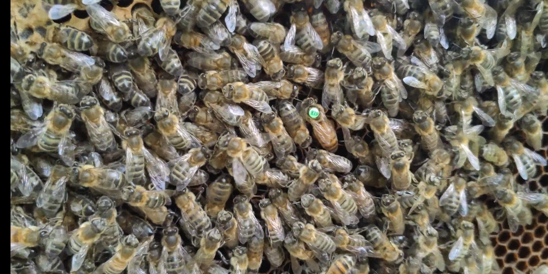 Поимка роев - чего больше, плюсов или минусов?