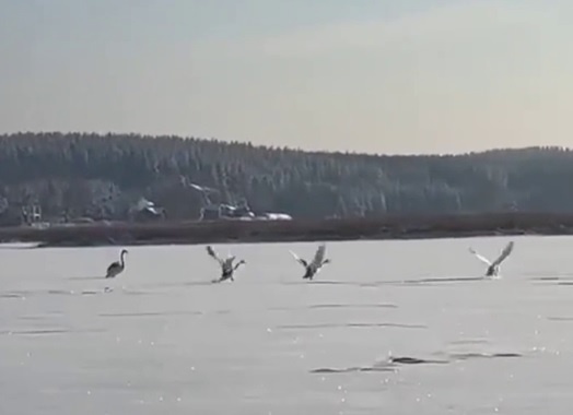    Такое поведение для птиц нормально