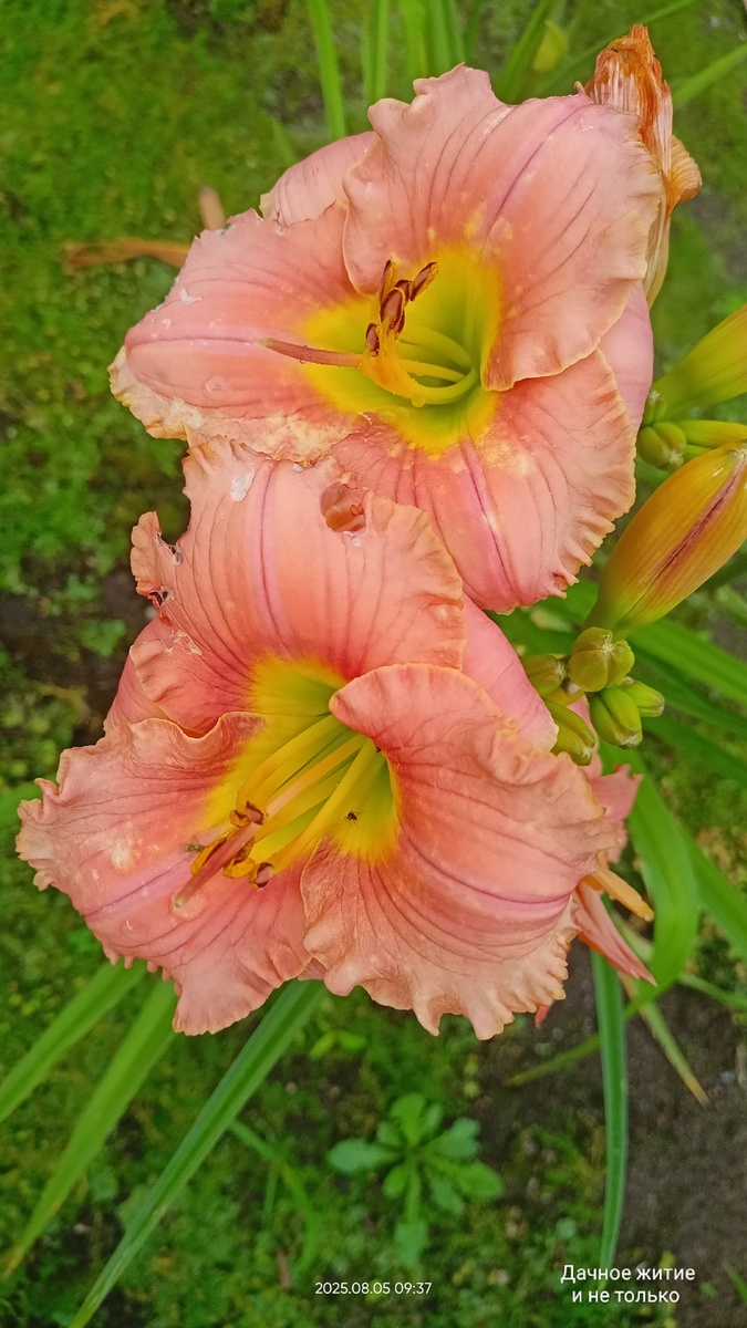 Элегант Кенди лилейник. Фото автора