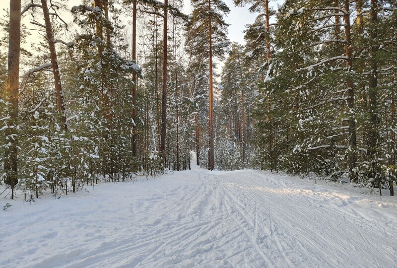 Прокат лыж в лесопарке Лебяжье (на базе "Динамо") в Казани - 2026