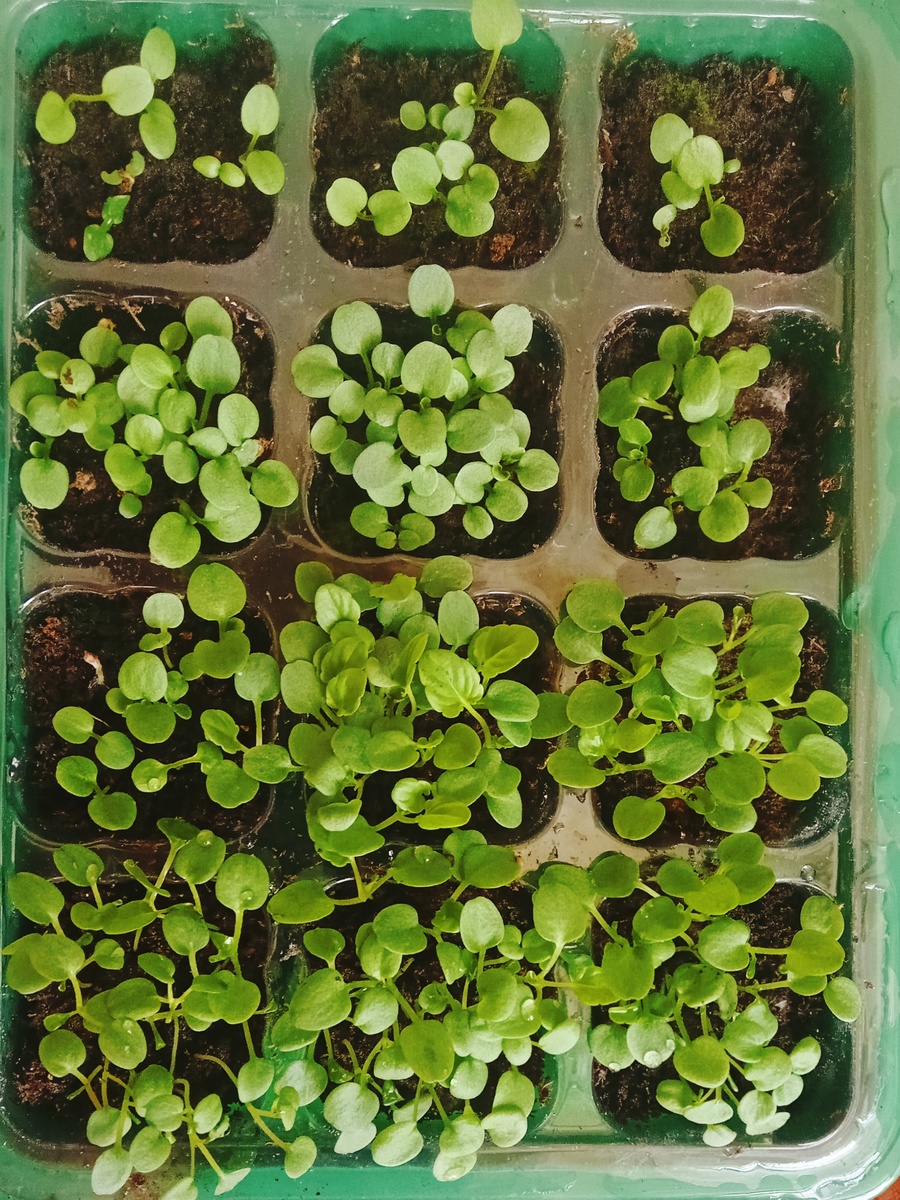 Фото рассады фиалки рогатой 18.01.26