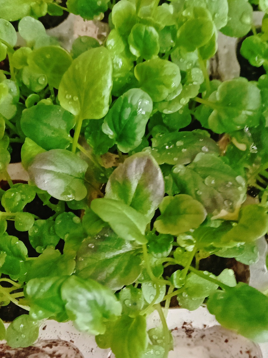 Рассада фиалки рогатой, фото 25.01.26