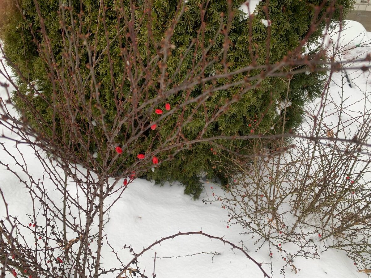 Ягоды на барбарисе Тунберга, январь 2026 год. Фото автора