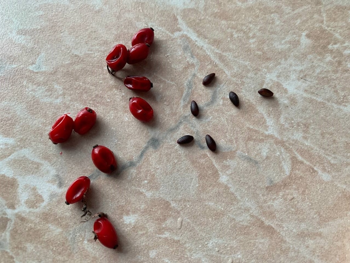 Семена барбариса Тунберга из ягод. Фото автора 