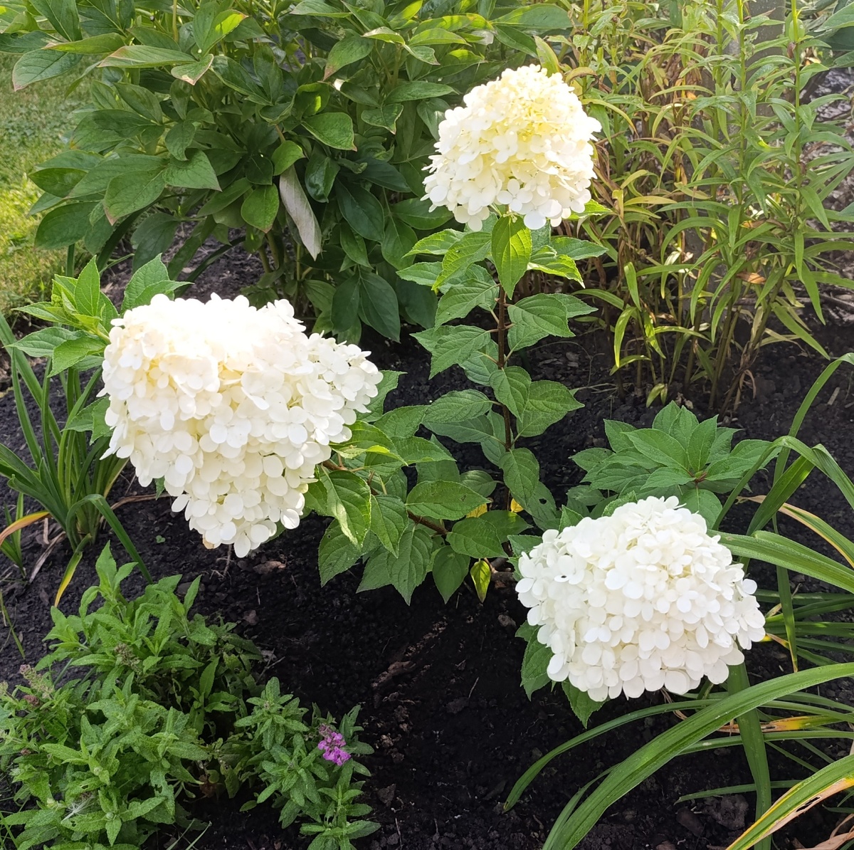 Гортензия "Полар Бир"