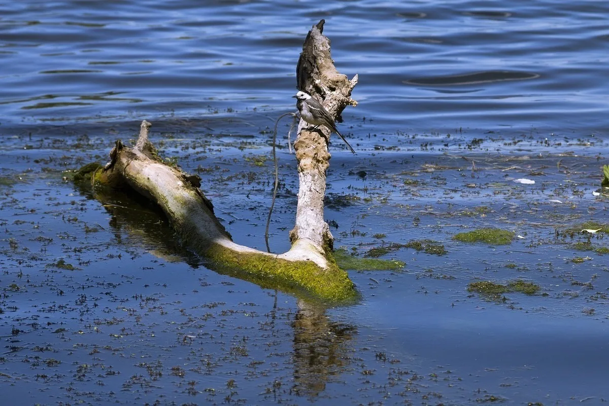 Крючок “намертво”: как отцепить без нервов, обрывов и сломанной вершинки
