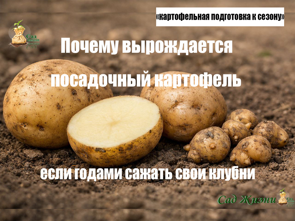 Как многолетнее использование собственного посадочного картофеля влияет на урожайность и качество клубней