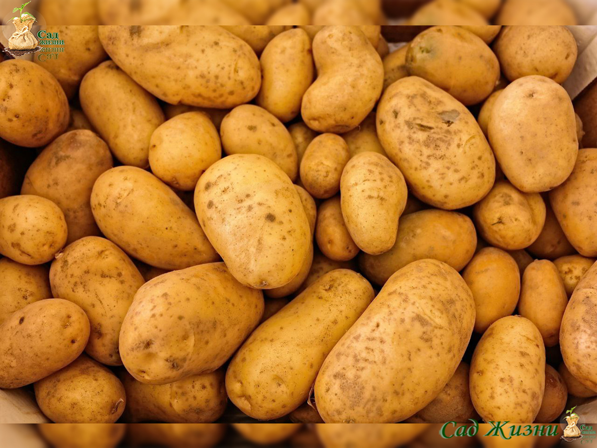 Один и тот же сорт, но разный «возраст» посадочного материала