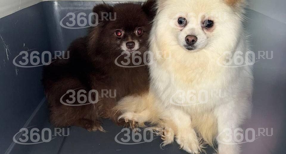 Жительница Подмосковья издевалась над взятыми на передержку собаками