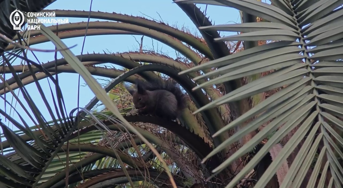 фото: Сочинский национальный парк  📷
