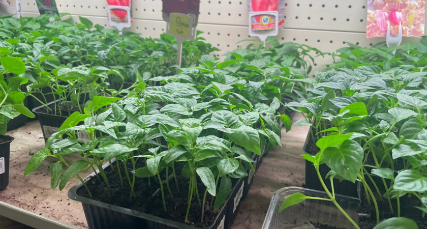    Фото progorod43.ru