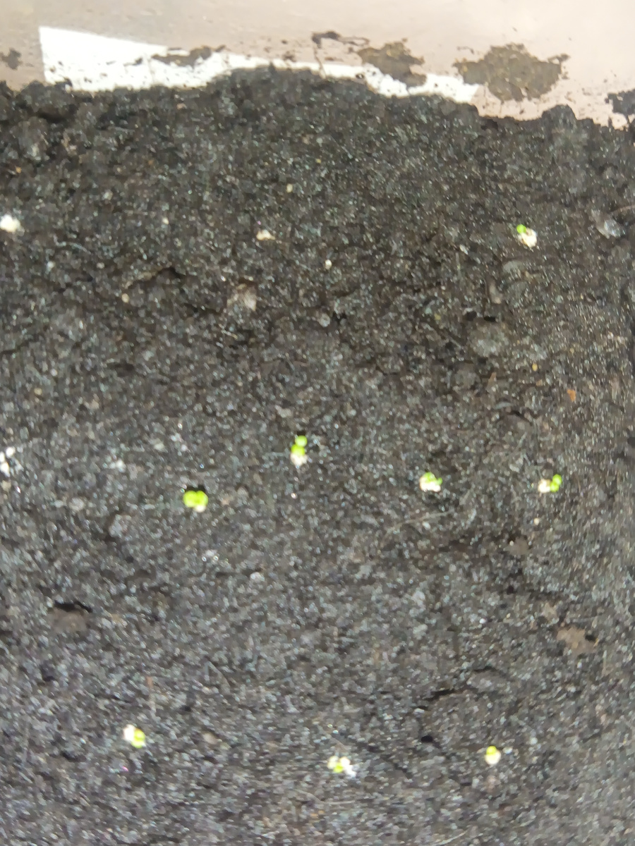 Верхний левый - единственный из трёх посеянных гранул от СА