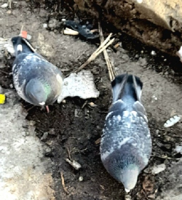 конечно, рядом труба отопления............