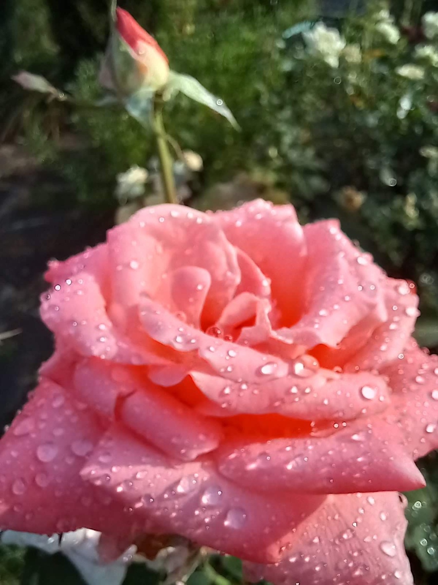 Фольклор хорошо держит дождь Фото автора канала Птичка Степная 