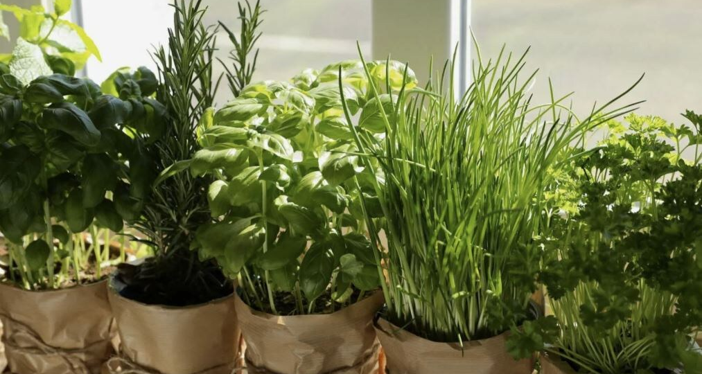 Овощной переезд: как собрать «зелёный десант» с осенних грядок на зимний подоконник