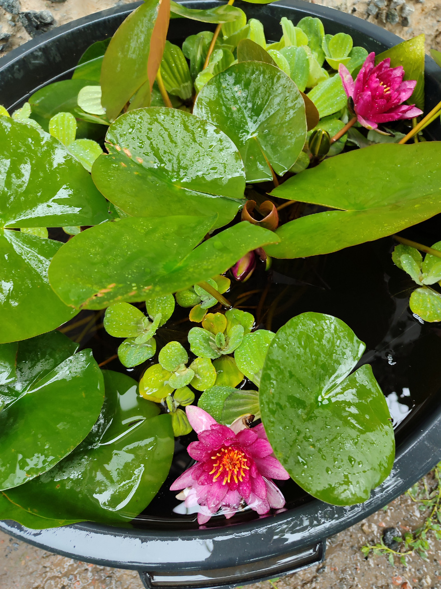 Про мини водоём оставлю ссылку в конце статьи