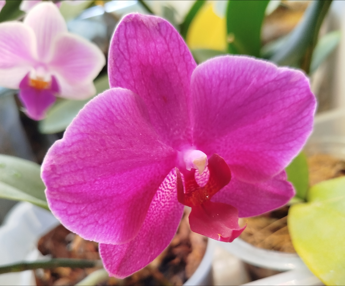 31 июля 2025 фото орхидеи фаленопсис Вивальди