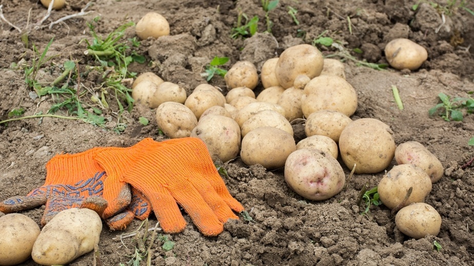 Окучивание картофеля через 3 недели принесло двойной урожай. Факты