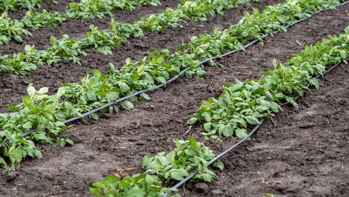 Уже в середине лета видна существенная разница в развитии растений