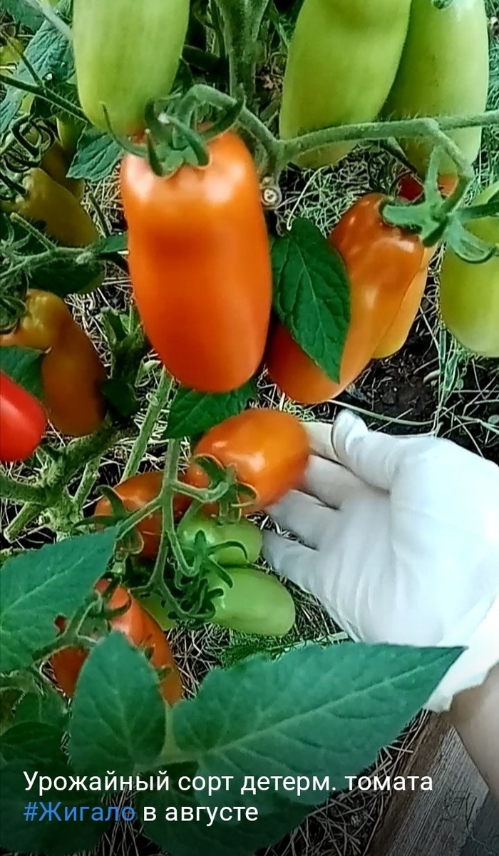Ежегодный рекордсмен по плодоношению томат Жигало/фото автора