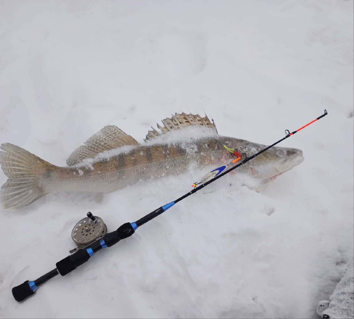 Блесна «Судачья» от EcoPro великолепно ловит не только судака...