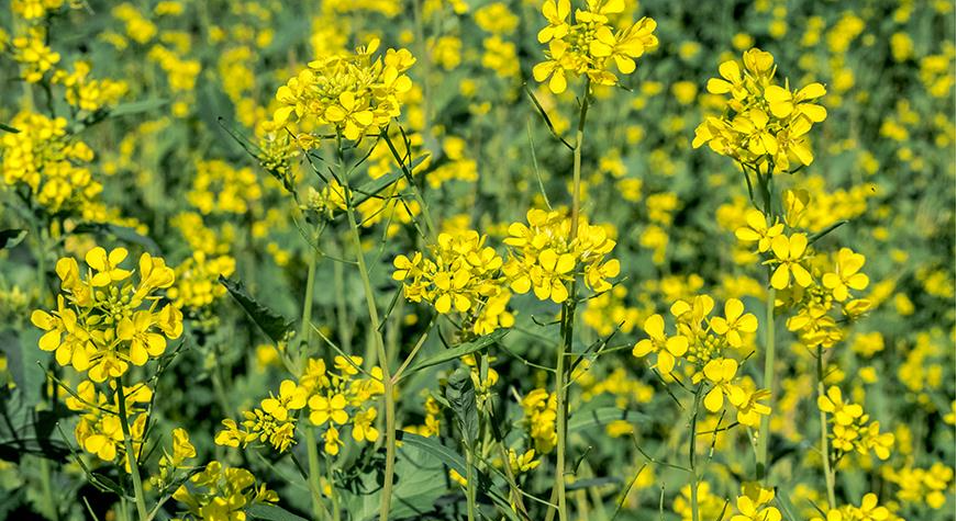 Белая горчица