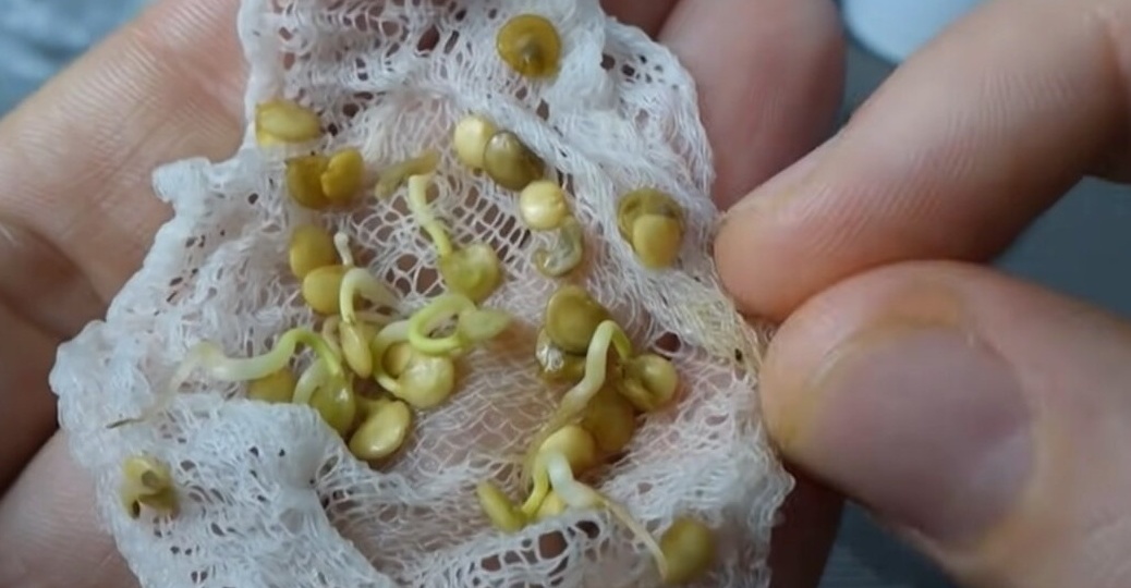 Выдерживаю семена перца в теплой воде 6 часов до всходов. Корешки на 3 сутки