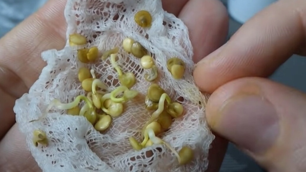 Набухшие семена готовы к прорастанию уже через несколько часов