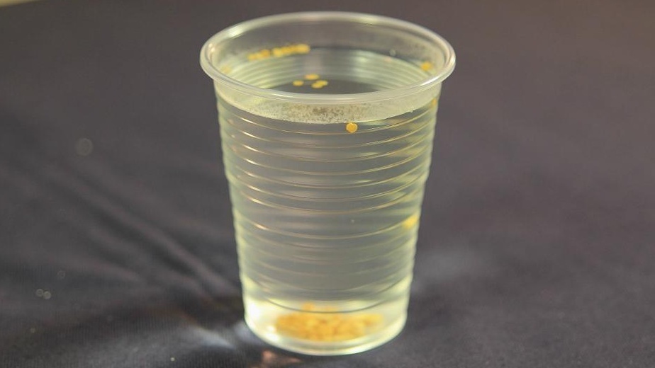 Качественные семена опускаются на дно стакана