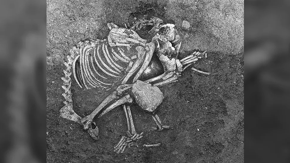 Захоронение собаки в Чирпане, Болгария (железный век).