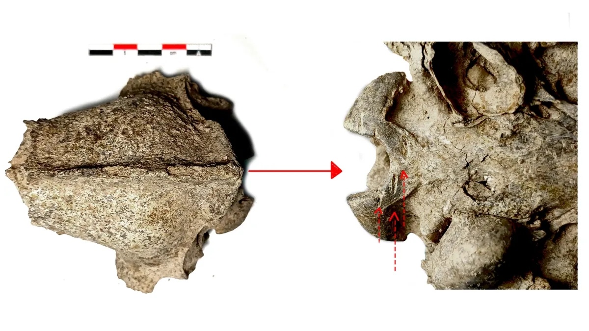 Собачий череп со следами разделки, Эмпорион-Пистирос, Болгария.