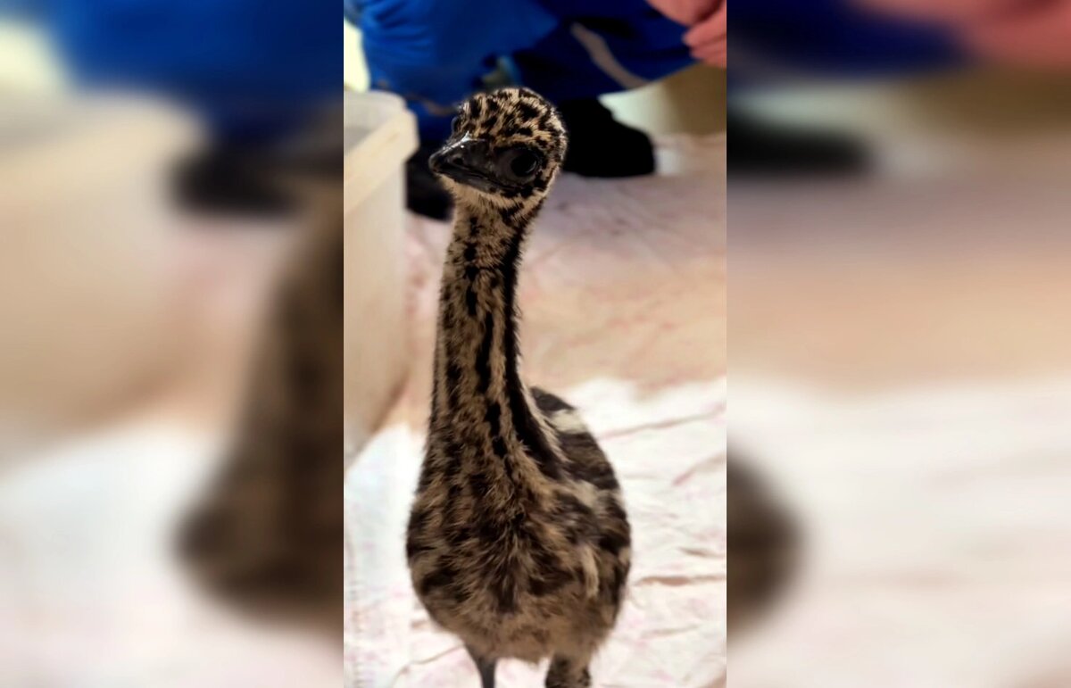    Фото: Парк «Лога»