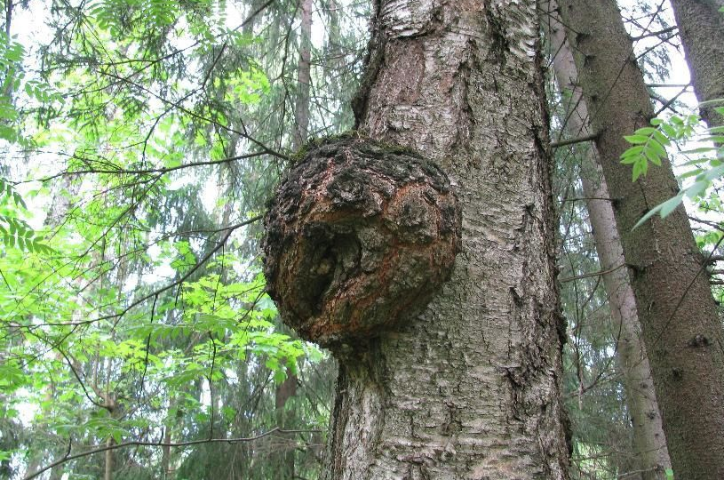 Пнул в лесу корягу — потерял 200 евро. Что такое кап, и почему за этот «древесный рак» финны платят бешеные деньги