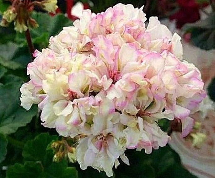 Вся из себя модница)).