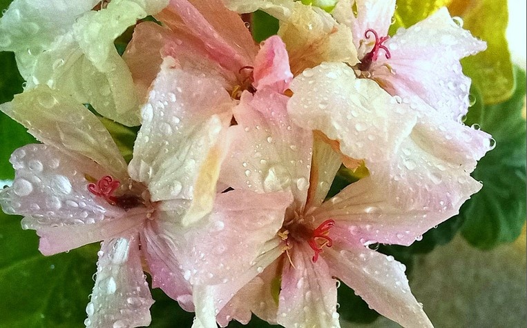 После летнего душа.