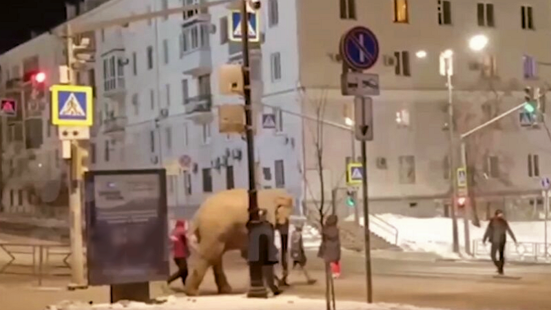 Морозное «сафари»: по улице Самары разгуливал слон из цирка