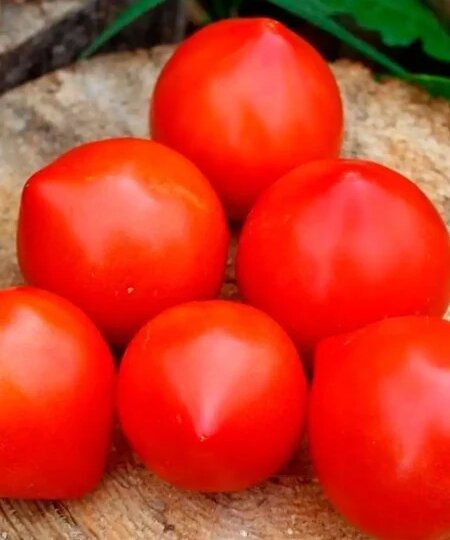 Томат Семко 18: ранний урожай и неприхотливость от российских селекционеров