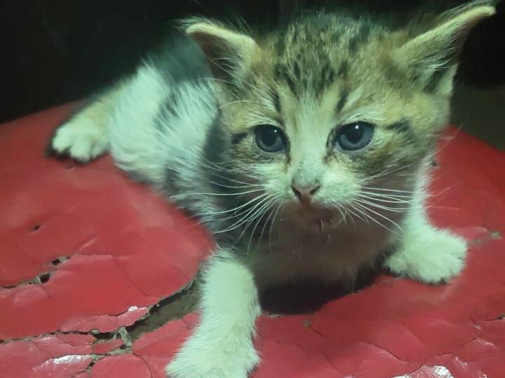 🆘 В мороз – 28 °C к подвалу подбросили кошечку-подростка с котятами! S.O.S! Забрать некуда! 🆘