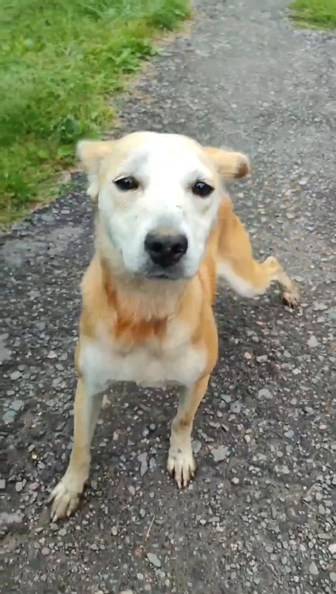 Боня на дачах