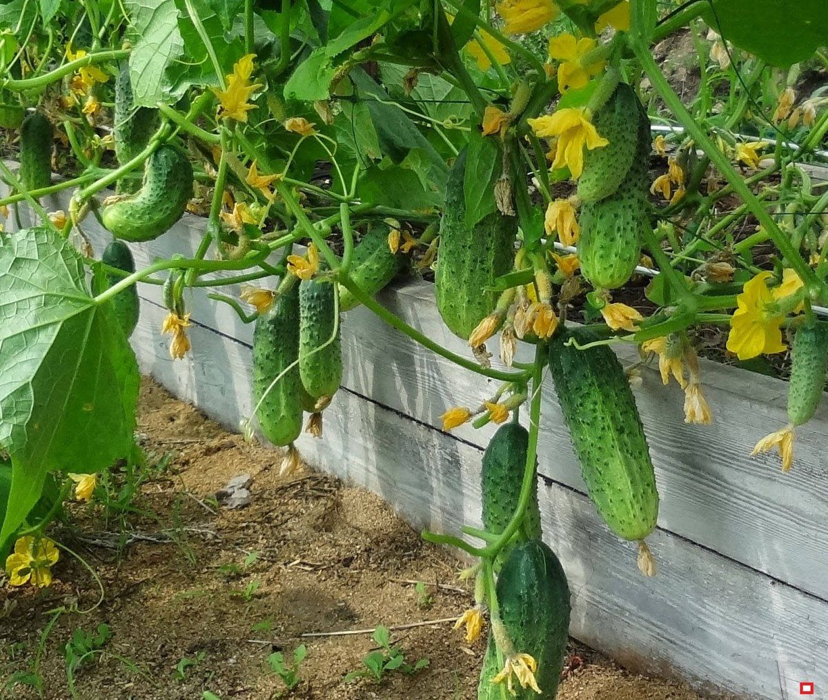 Бутылочку обернем...сеткой из-под овощей