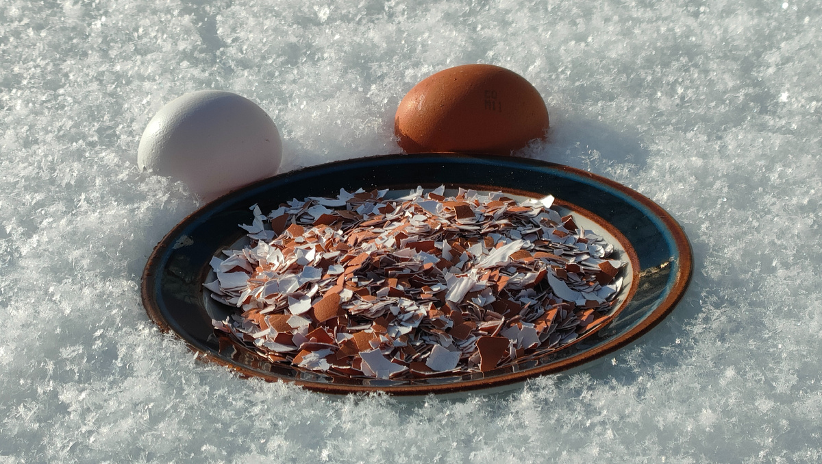 26.01.26 Скорлупа