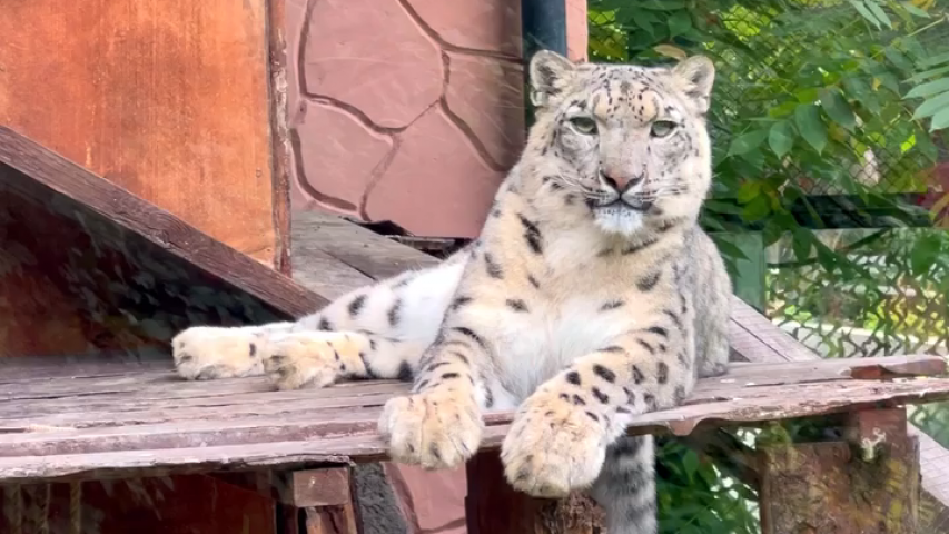 Самка снежного барса Кисуня отдыхает. (с) Парк флоры и фауны "Роев ручей".